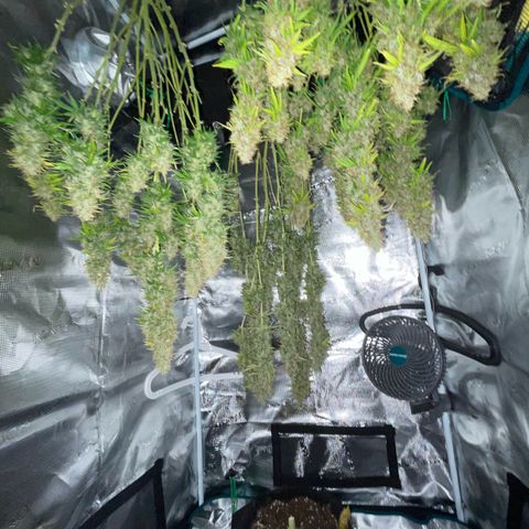 Blue Cheese Auto growlog timeline photo