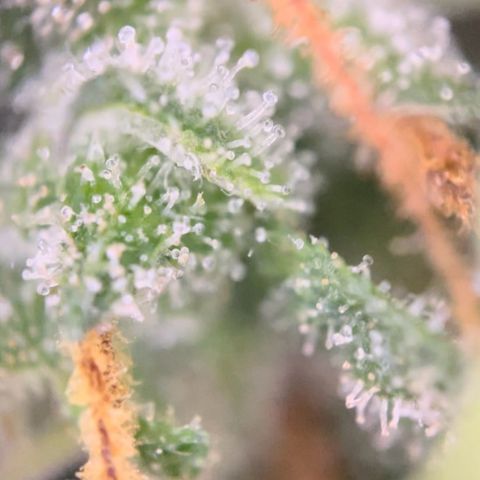 Blue Cheese Auto growlog timeline photo