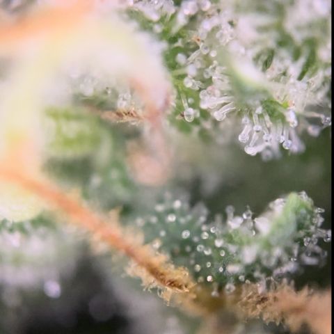 Blue Cheese Auto growlog timeline photo