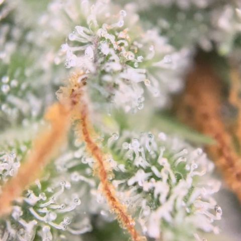 Blue Cheese Auto growlog timeline photo