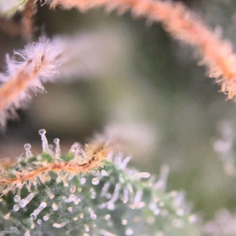Blue Cheese Auto growlog timeline photo