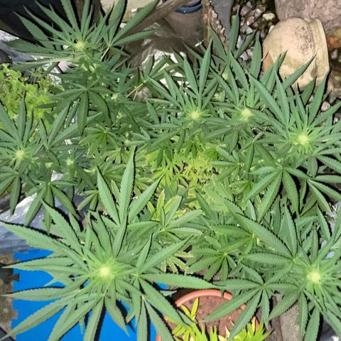 Frisian Dew #1 growlog timeline photo