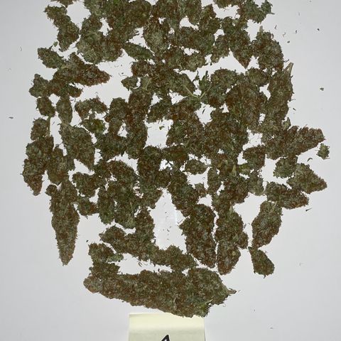 Blue Cheese Auto growlog photo: 3 x 33g brauchbares Material in Grovebags

Vernichtet per Kompost:
50g Popcorn
30g Verschnitt 
Stängel und Blattwerk