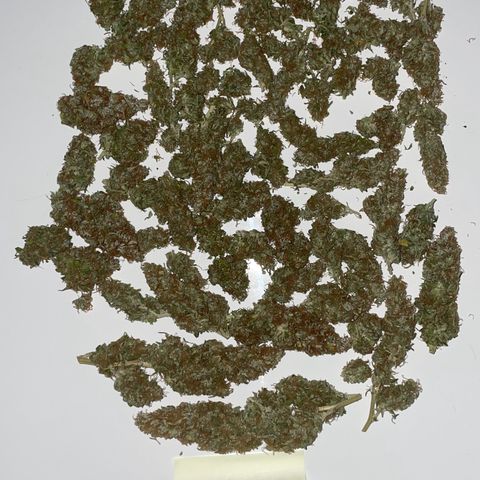 Blue Cheese Auto growlog photo: 3 x 33g brauchbares Material in Grovebags

Vernichtet per Kompost:
50g Popcorn
30g Verschnitt 
Stängel und Blattwerk