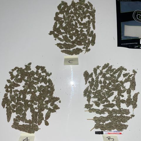 Blue Cheese Auto growlog photo: 3 x 33g brauchbares Material in Grovebags

Vernichtet per Kompost:
50g Popcorn
30g Verschnitt 
Stängel und Blattwerk
