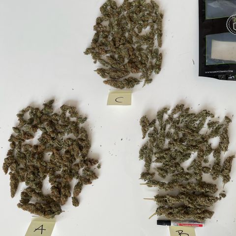 Blue Cheese Auto growlog photo: 3 x 33g brauchbares Material in Grovebags

Vernichtet per Kompost:
50g Popcorn
30g Verschnitt 
Stängel und Blattwerk