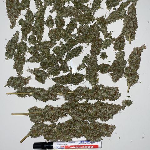 Blue Cheese Auto growlog photo: 3 x 33g brauchbares Material in Grovebags

Vernichtet per Kompost:
50g Popcorn
30g Verschnitt 
Stängel und Blattwerk