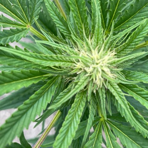 Frisian Dew #1 growlog timeline photo