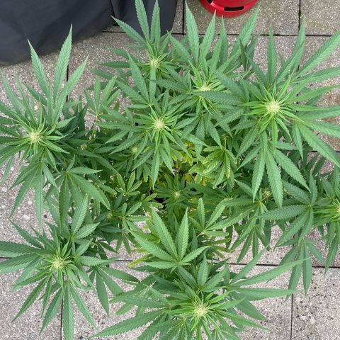 Frisian Dew #1 growlog timeline photo