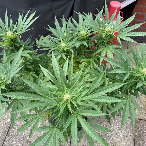 Frisian Dew #1 growlog timeline photo