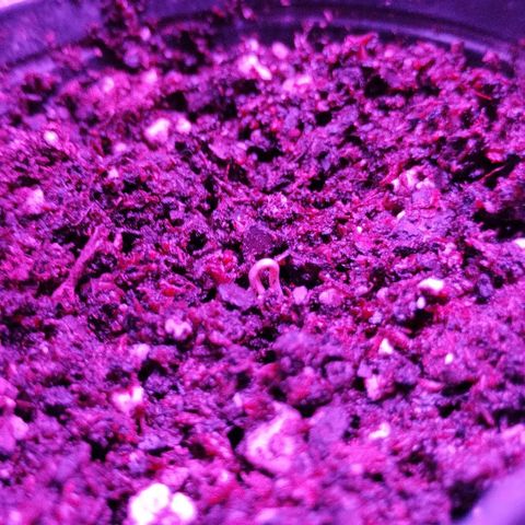 Bainillascay  growlog photo: Se está levantando