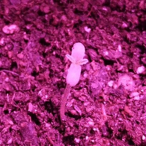 Bainillascay  growlog photo: Sus primeras hojitas 