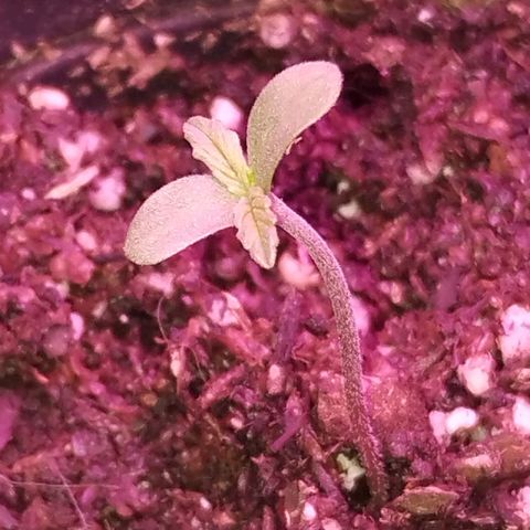 Bainillascay  growlog timeline photo