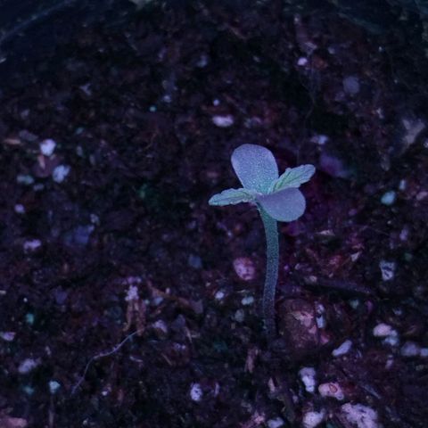 Bainillascay  growlog timeline photo
