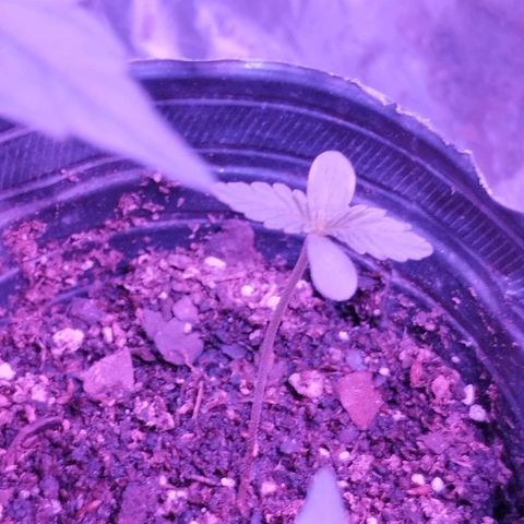 Bainillascay  growlog timeline photo