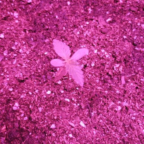 Bainillascay  growlog photo: Transplante a maceta definitiva 