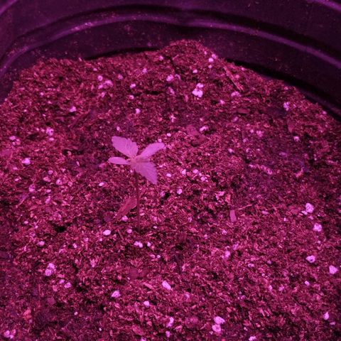 Bainillascay  growlog photo: Transplante a maceta definitiva 