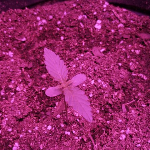 Bainillascay  growlog timeline photo