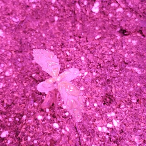 Bainillascay  growlog timeline photo