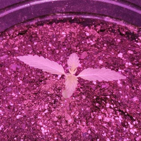Bainillascay  growlog timeline photo