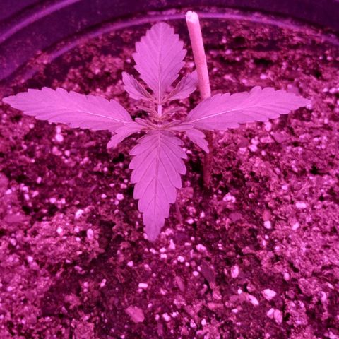 Bainillascay  growlog timeline photo