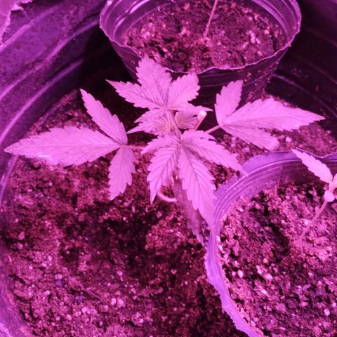 Bainillascay  growlog timeline photo