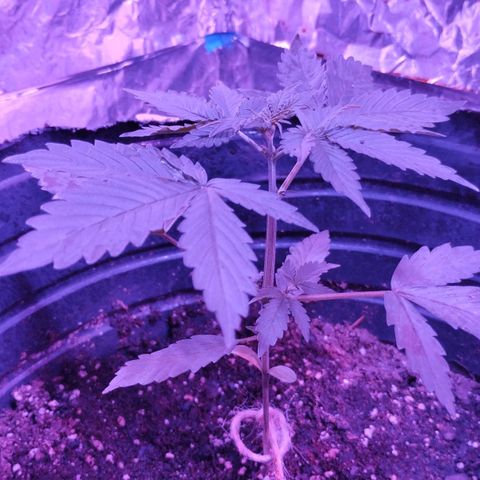 Bainillascay  growlog timeline photo