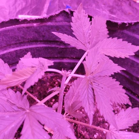 Bainillascay  growlog photo: Poda