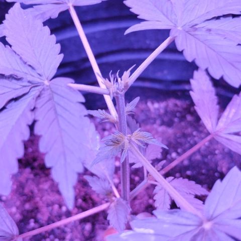 Bainillascay  growlog timeline photo