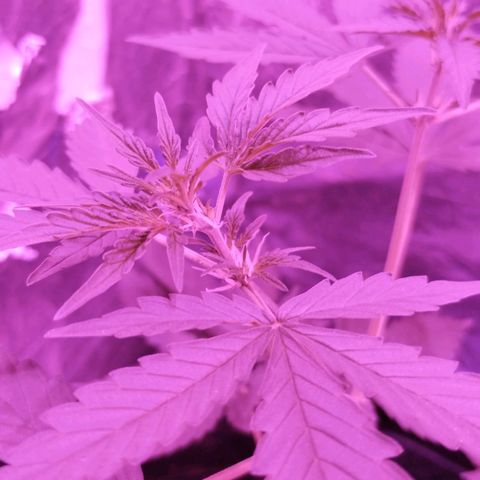 Bainillascay  growlog timeline photo