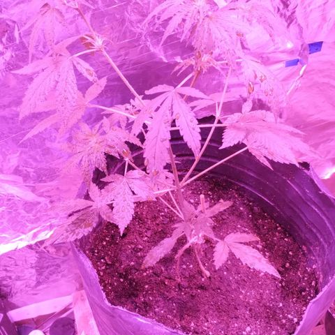 Bainillascay  growlog timeline photo