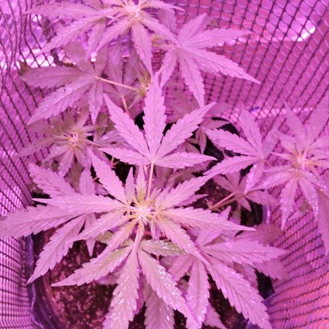 Bainillascay  growlog timeline photo