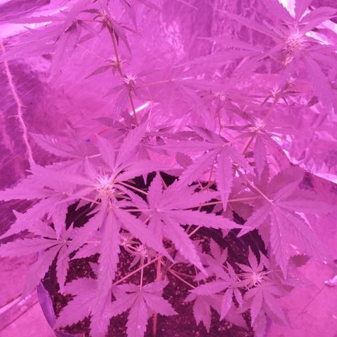Bainillascay  growlog photo: Cambio de luz ahora tiene mas