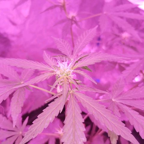 Bainillascay  growlog photo: Cambio de luz ahora tiene mas