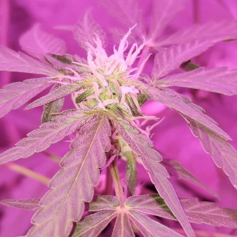 Bainillascay  growlog timeline photo
