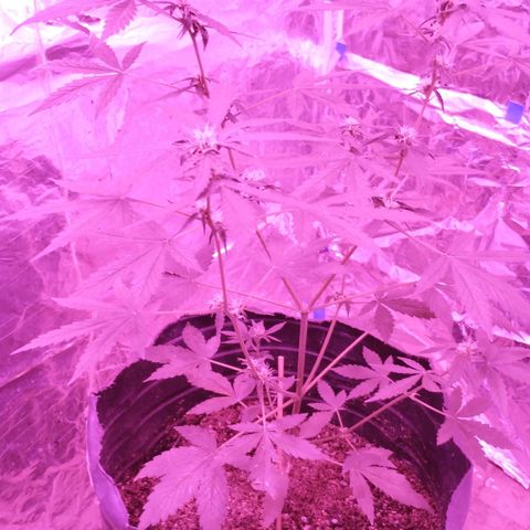 Bainillascay  growlog timeline photo