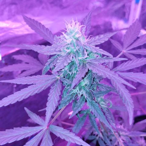 Bainillascay  growlog timeline photo