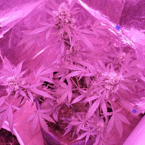 Bainillascay  growlog timeline photo