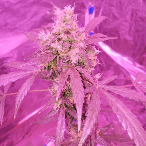 Bainillascay  growlog timeline photo