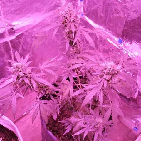 Bainillascay  growlog timeline photo