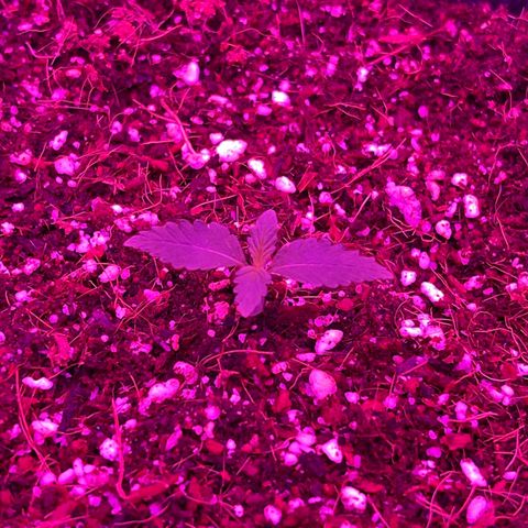 Fast Killer growlog timeline photo
