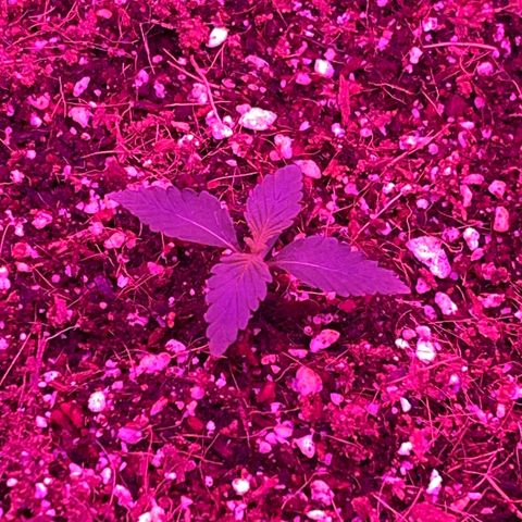 Fast Killer growlog timeline photo