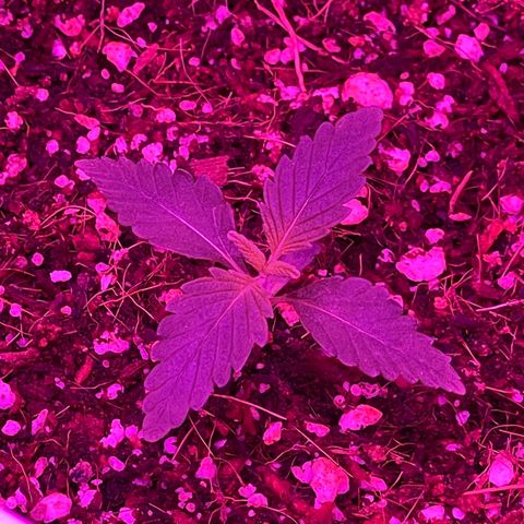 Fast Killer growlog timeline photo