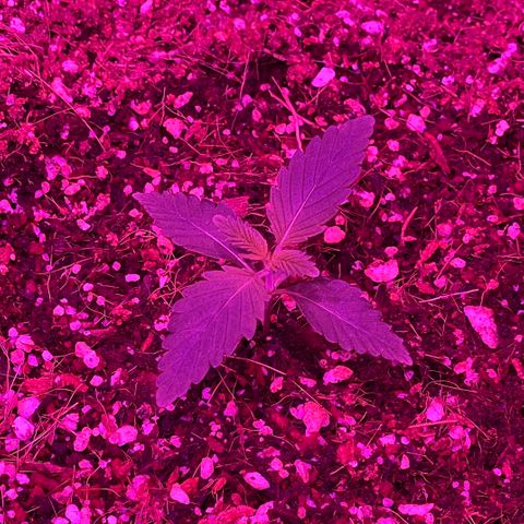 Fast Killer growlog timeline photo