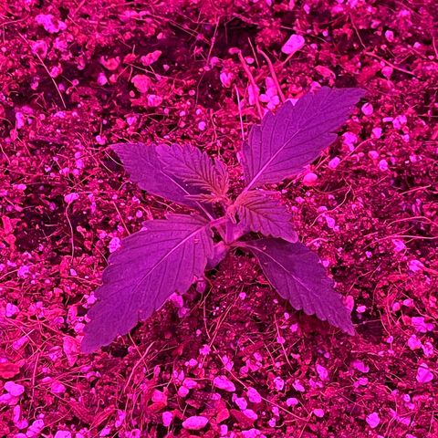 Fast Killer growlog timeline photo