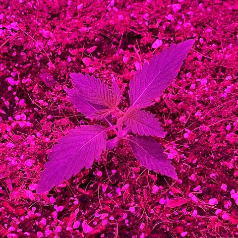 Fast Killer growlog timeline photo