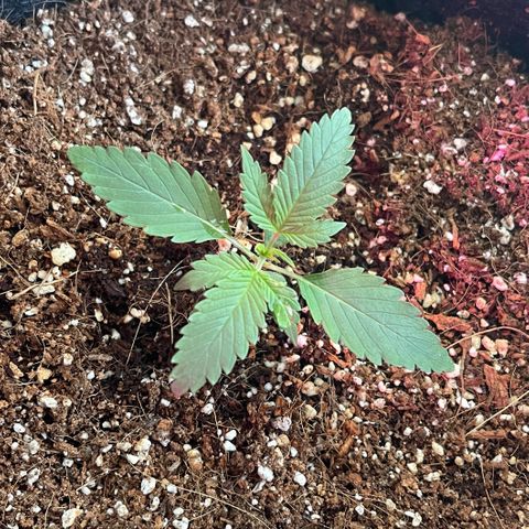 Fast Killer growlog timeline photo