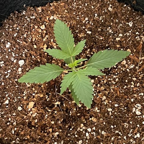 Fast Killer growlog timeline photo