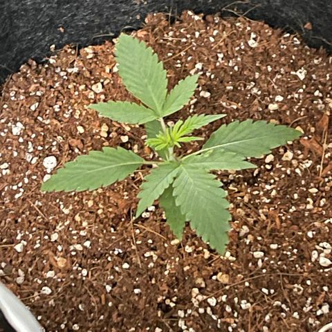 Fast Killer growlog timeline photo