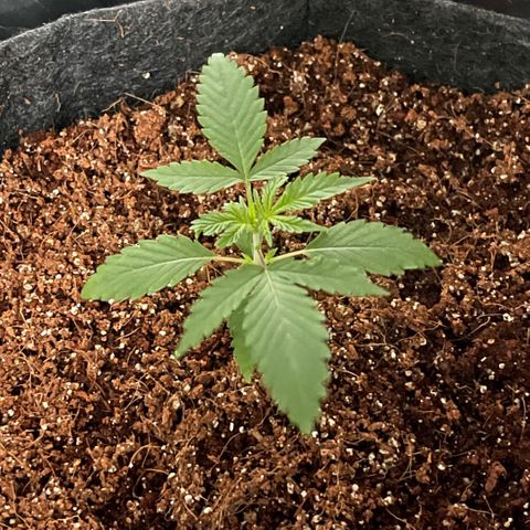 Fast Killer growlog timeline photo